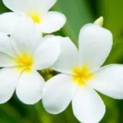花子