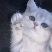 Nanoの画像