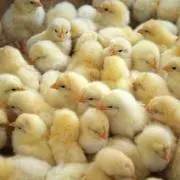 ひよこの画像