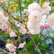nimiの画像