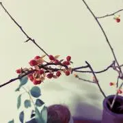 Haru//の画像