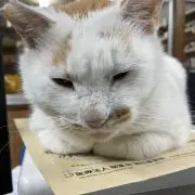 モモ