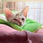 ふか