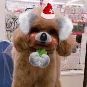 発送は早めにできますの画像