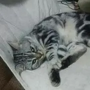 ペンタゴン【プロフ参照お願いします】の画像