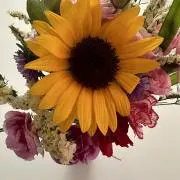 梨花の画像