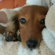 伊藤正則