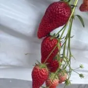 マイメロ