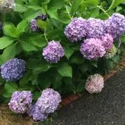 ちかの画像