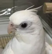 ピヨイ