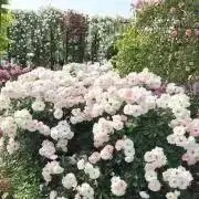 花の画像
