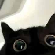 もちまるの画像