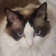 まんぞくさんの画像