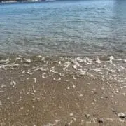 ユウキの画像