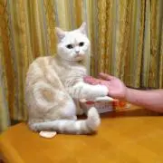 こんちゃんの画像