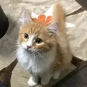 おしょん