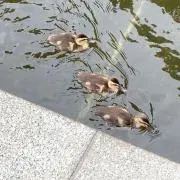 tabiの画像