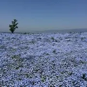 よっししーの画像