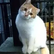 neiの画像
