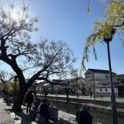 紀州梅の画像