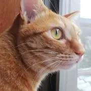ムーンピアー