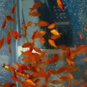金魚