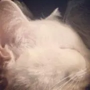 kokokoの画像