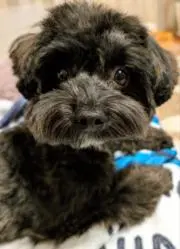 maruko