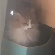 ひゅうま