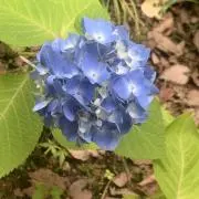 Melの画像