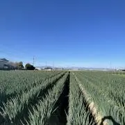 Yの画像