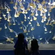 ドクターKの画像