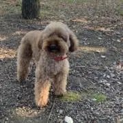 犬が好き（プロフご覧下さい）の画像