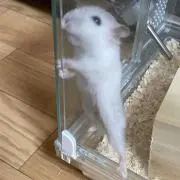 ゆゆゆ