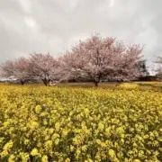 ぜんの画像