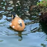 なお