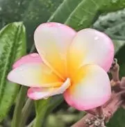 みるちぇりの画像