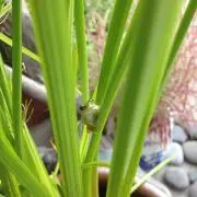 だちゃ☆の画像
