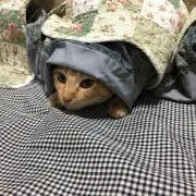 やっ⭐︎の画像