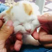 こたろうの画像