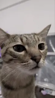 mofumofuの画像