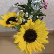 さとの画像
