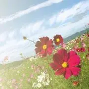 Yukaの画像