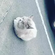 わくら