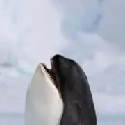ヒロの画像