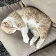 たろの画像