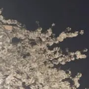 橘の画像