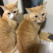 さいか☆の画像