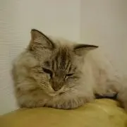 ネコ