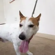 よのすけの画像